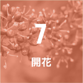 7 開花